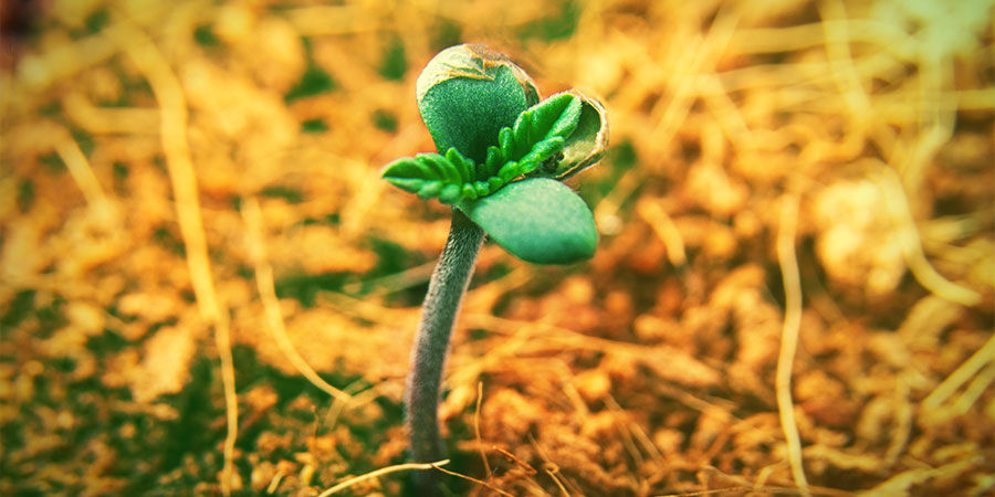 JAK PĚSTOVAT MANGO HAZE