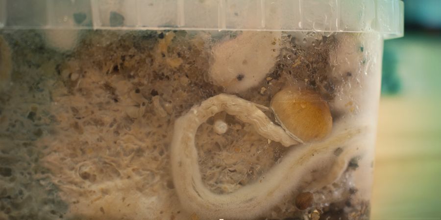 CO JSOU BOČN&Iacute; KL&Iacute;ČKY U LYSOHL&Aacute;VEK?