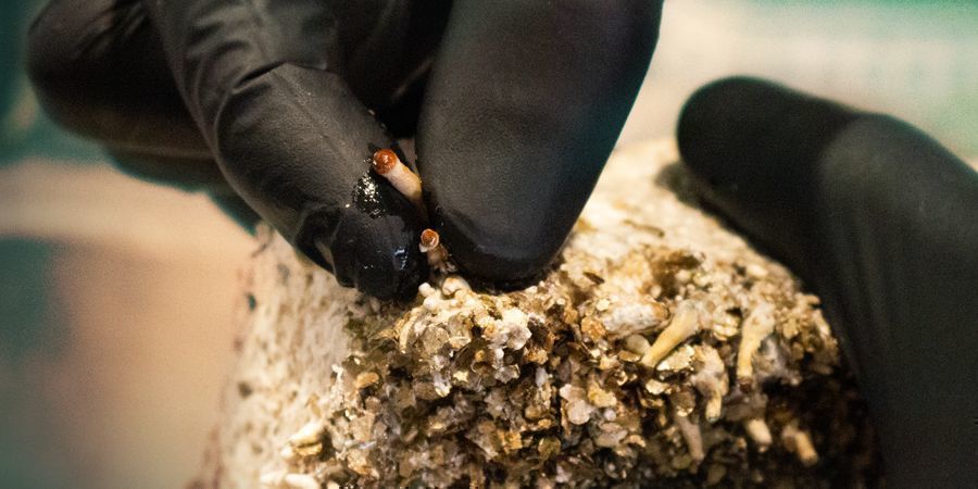 CO DĚLAT S POSTRANN&Iacute;MI KL&Iacute;ČKY U LYSOHL&Aacute;VEK