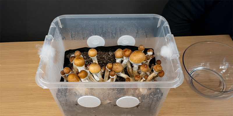 Jak monotuby funguj&iacute; a proč jsou skvěl&eacute; pro pěstov&aacute;n&iacute; hub