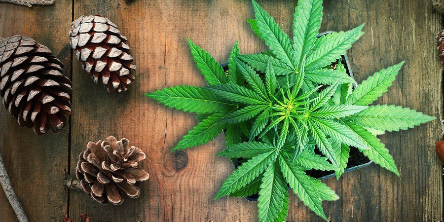 Silver Haze: Aroma & &uacute;činky