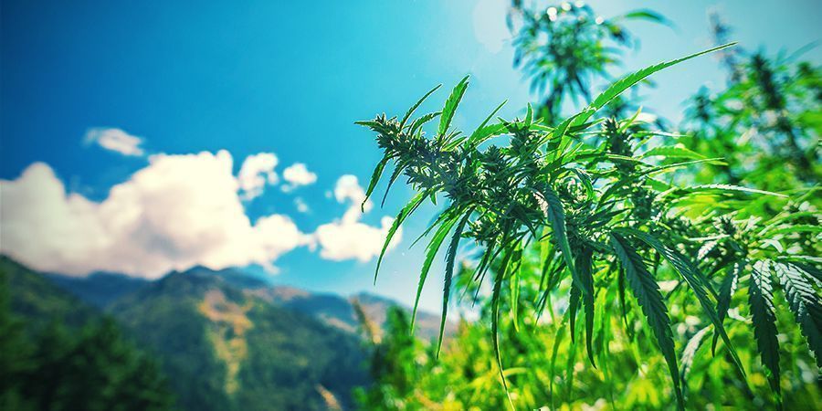 Původ ha&scaron;i&scaron;e