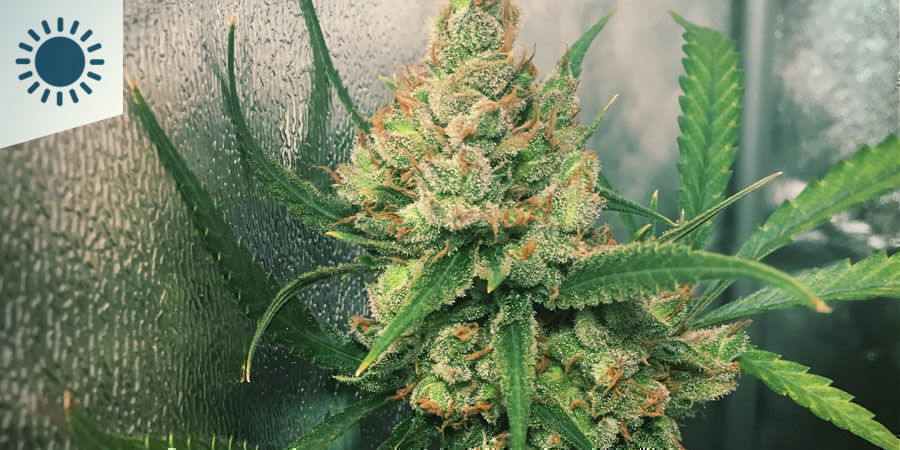 Nejlep&scaron;&iacute; odrůdy konop&iacute; pro pěstov&aacute;n&iacute; v středomořsk&eacute;m klimatu