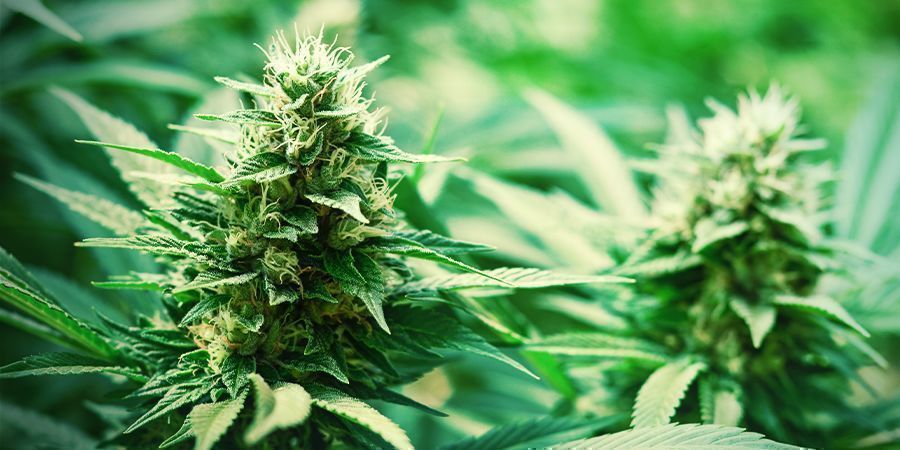 Monster Bud Boost Pack : Pěstujte monstr&oacute;zn&iacute; květy