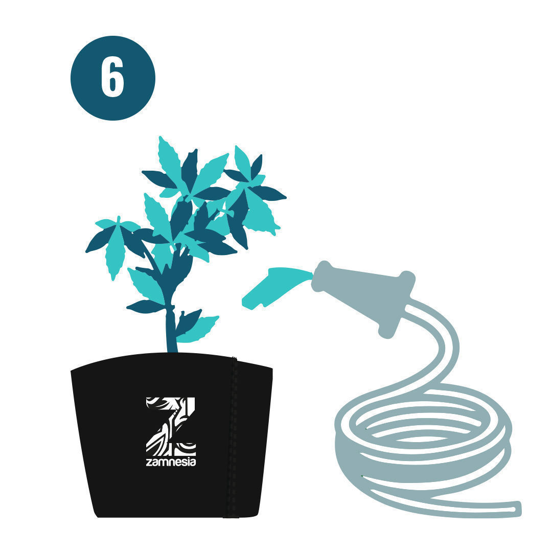 Krok 6 Monster Bud Boost Pack