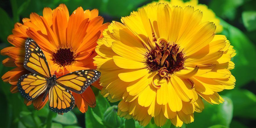 CO JE TO MĚS&Iacute;ČEK L&Eacute;KAŘSK&Yacute;?