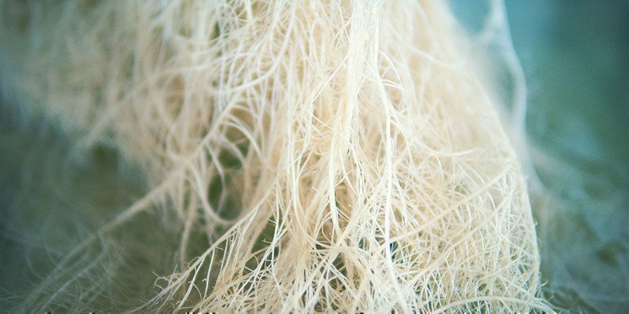 Historie kořenů konop&iacute;