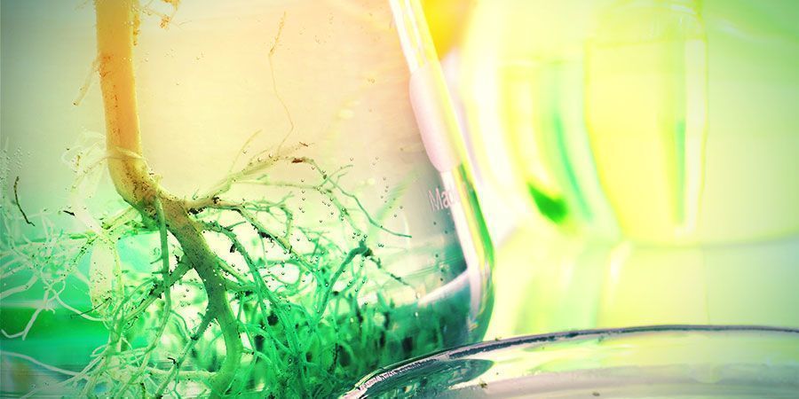 Jak použ&iacute;vat kořeny konop&iacute;