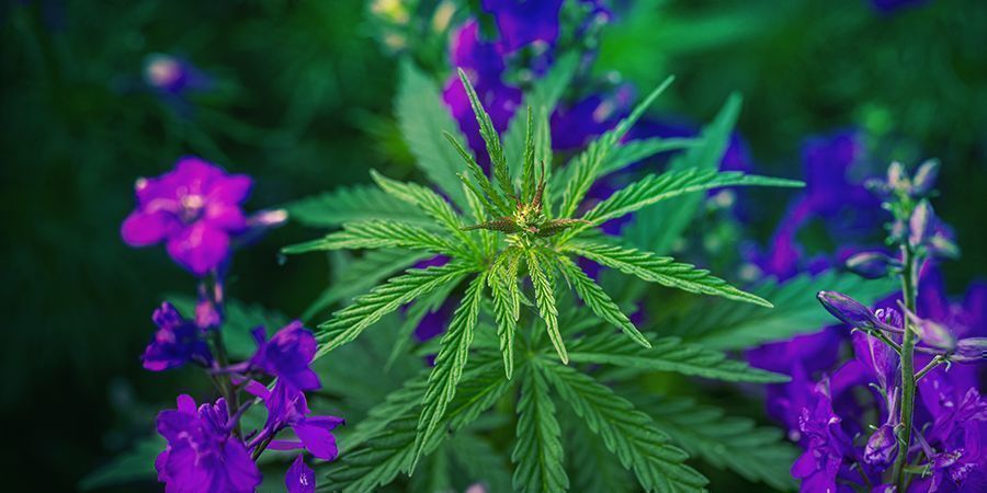 JAK PĚSTOVAT CANDY KUSH