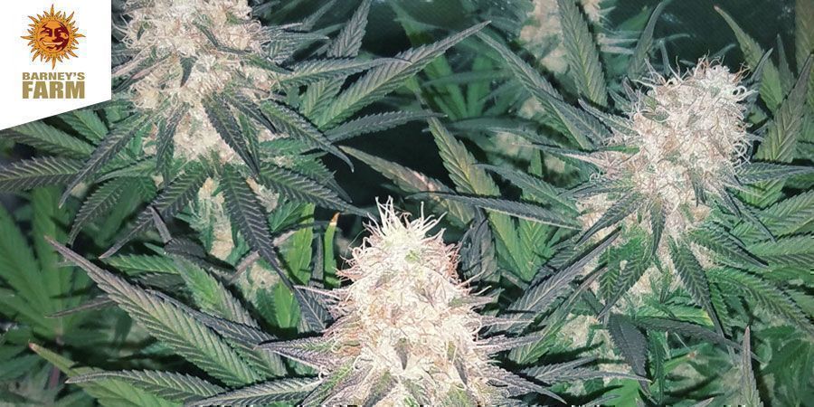 BLUEBERRY CHEESE FEMINIZED (BARNEY&rsquo;S FARM)