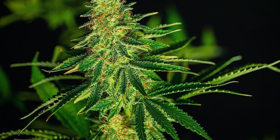 PRONIKAV&Eacute; AROMA ODRŮD CHEESE