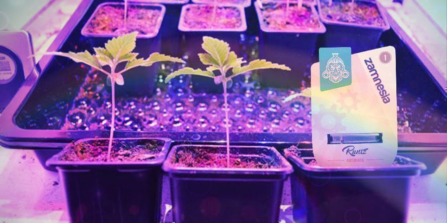 Jak pěstovat Runtz Auto 