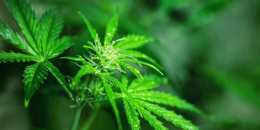 V&yacute;hody Epsomsk&eacute; soli: Udržuje stavbu a zdrav&iacute; va&scaron;&iacute; rostliny