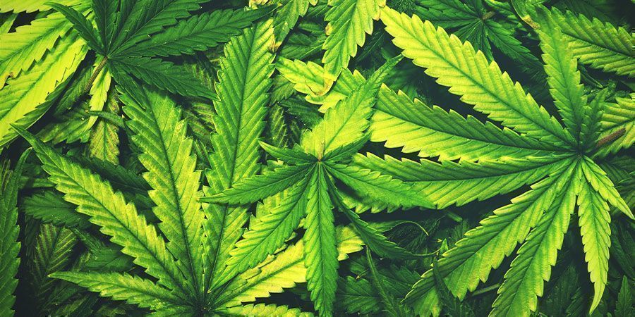 V&yacute;hody Epsomsk&eacute; soli: Kl&iacute;č k dlouhověk&yacute;m rostlin&aacute;m