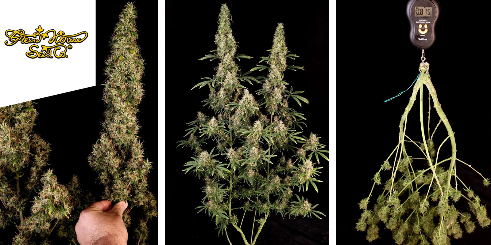 Arjan's Ultra Haze #1: Greenhouse Seeds