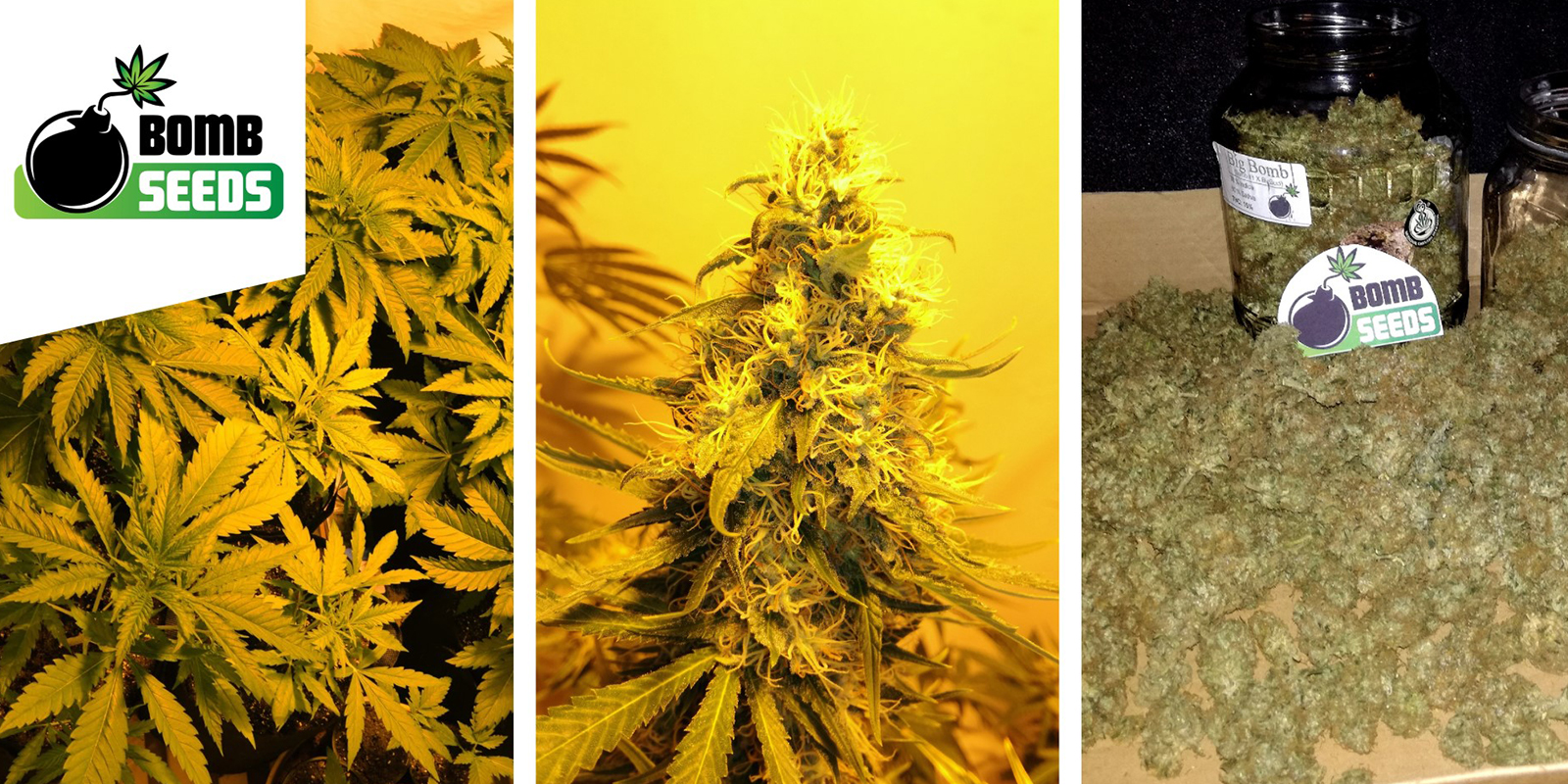 Big Bomb: Bomb Seeds