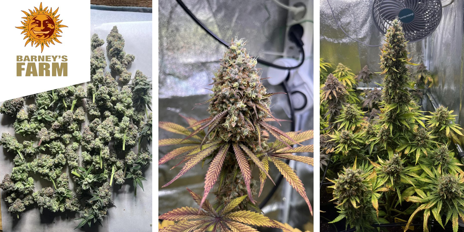 Dos Si Dos 33: Barney's Farm