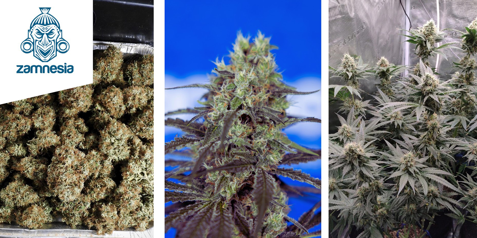 Ice Cream Cake: Semena Zamnesia