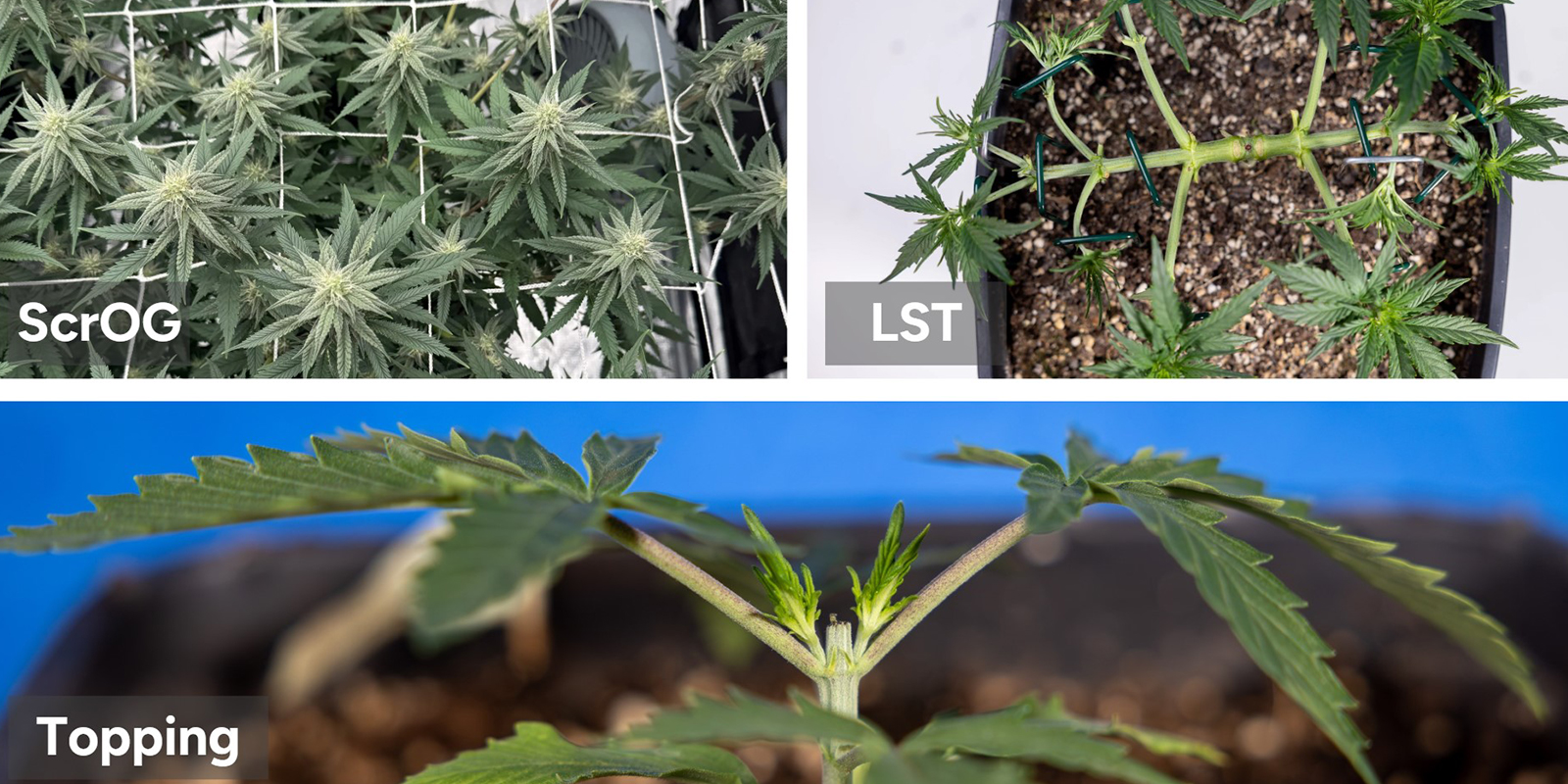 Osvědčen&eacute; techniky pro XXL sklizně