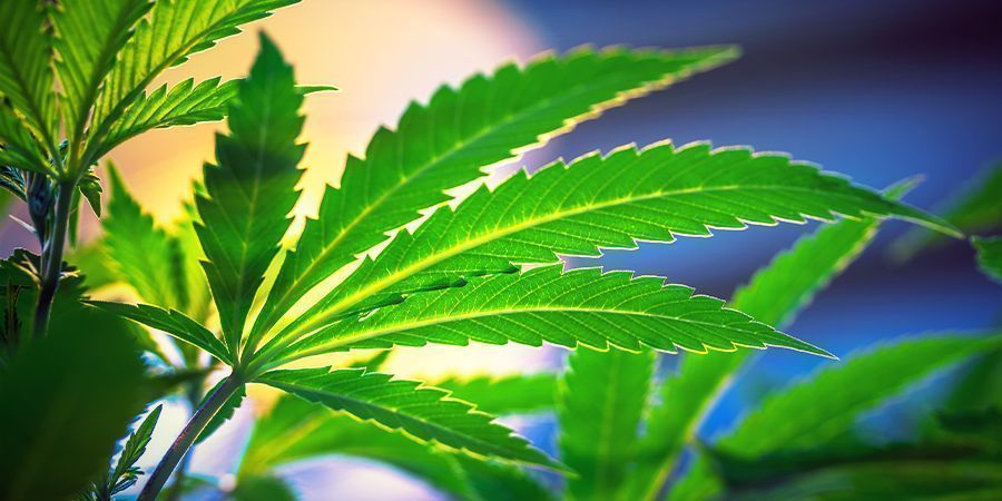 Nen&iacute; třeba měnit světeln&yacute; režim &ndash; Samonakv&eacute;tac&iacute; semena konop&iacute;