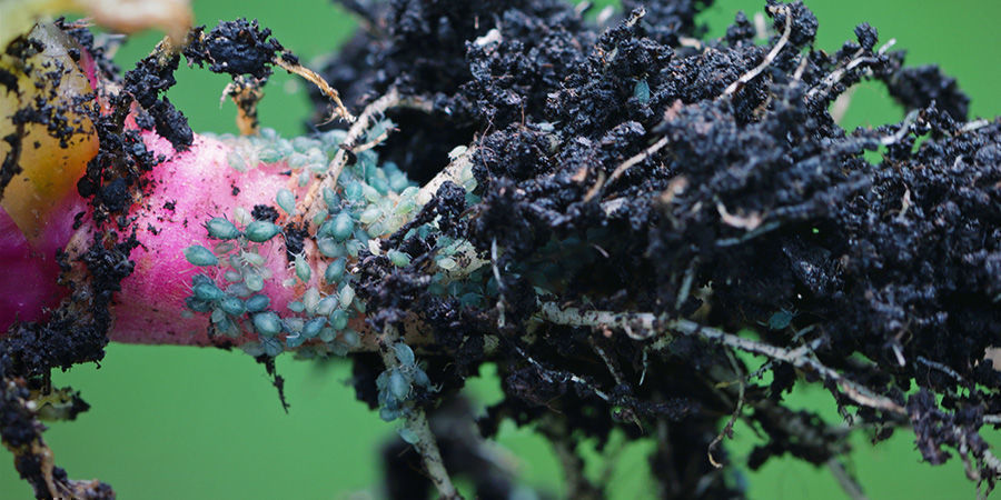 Jak kořenov&eacute; m&scaron;ice po&scaron;kozuj&iacute; rostliny?