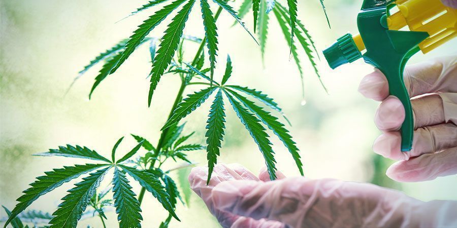 Organick&aacute; kontrola m&scaron;ic