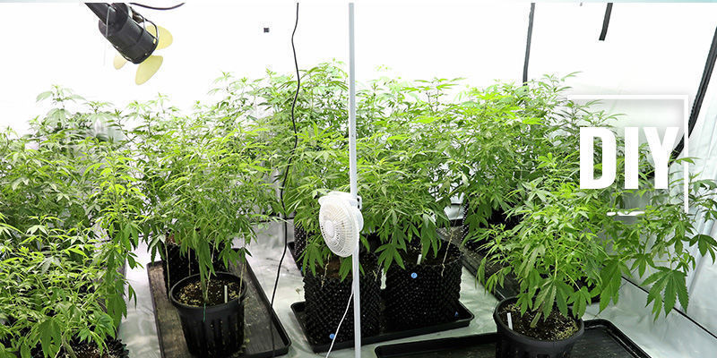 Jak vyrobit dom&aacute;c&iacute; zvlhčovač pro pěst&iacute;rnu konop&iacute;