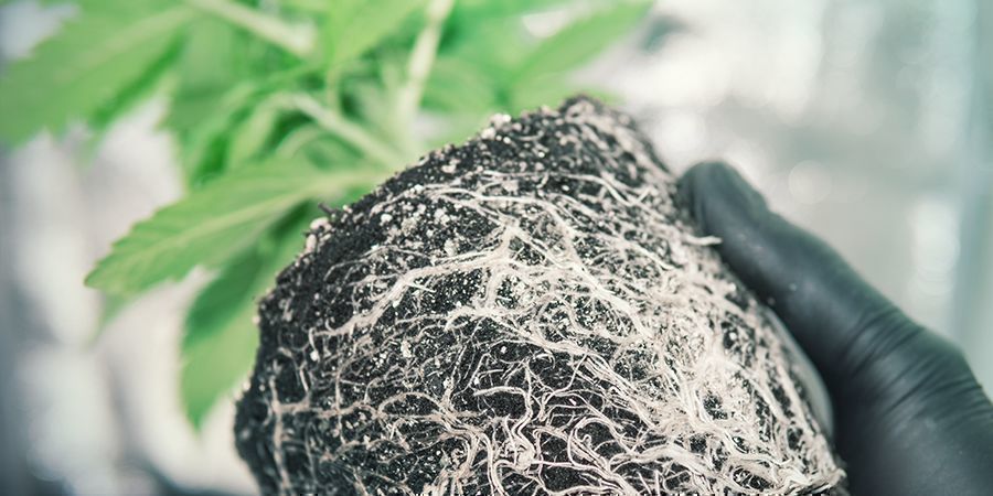 PŮDA JE IDE&Aacute;LN&Iacute; PROSTŘED&Iacute; PRO KOŘENY