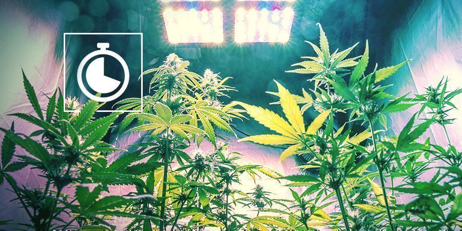 Jak přepnout z růstu do květu v indoor pěst&iacute;rně