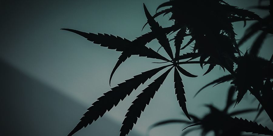 Přepnut&iacute; z růstu na kveten&iacute; venku