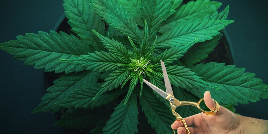 Kdy přepnout, pokud rostliny rostou nerovnoměrně