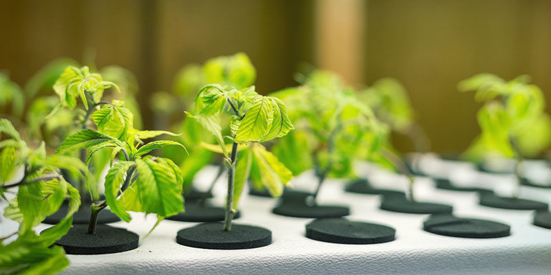 Co mysl&iacute;me pojmem inertn&iacute; pěstebn&iacute; m&eacute;dium?