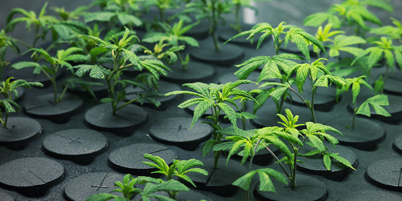 Kdy a proč se použ&iacute;v&aacute; inertn&iacute; pěstebn&iacute; m&eacute;dium