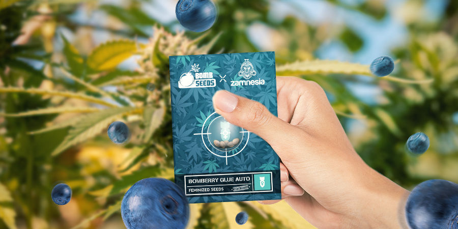 Pěstov&aacute;n&iacute; Bomberry Glue Auto