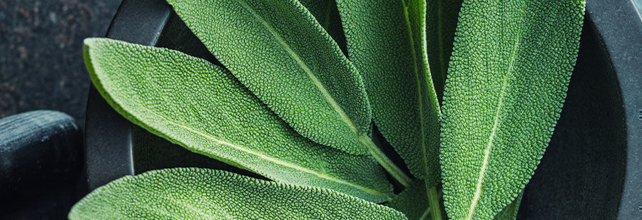 r/salvia: Hledejte spř&iacute;zněn&eacute; du&scaron;e v emporiu Salvia divinorum