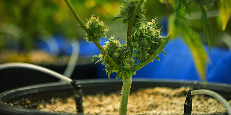 Co jsou tekut&aacute; hnojiva?