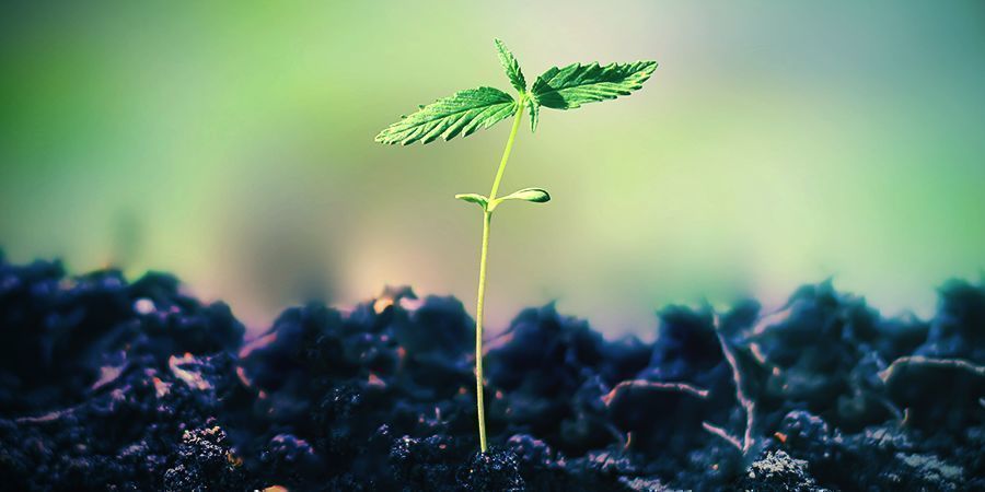 Jak pěstovat Super Lemon Haze