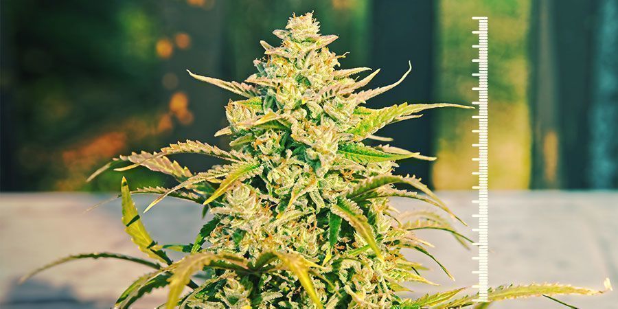 Odrůdy vhodn&eacute; pro micro‑pěstov&aacute;n&iacute;