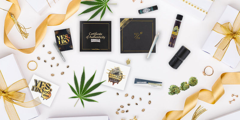 Gorilla Wedding (BSF Seeds X Zamnesia Seeds) Feminizovan&aacute;