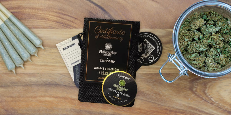 Wifi 43 X Do-Si-Dos (Philosopher Seeds X Zamnesia) Feminizovan&aacute;