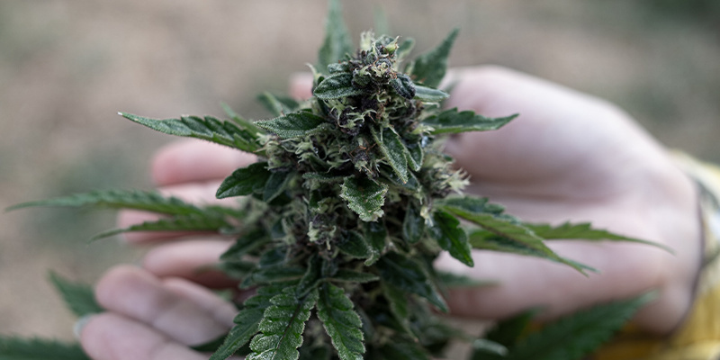 Top 3 cannabis strains by terpenes