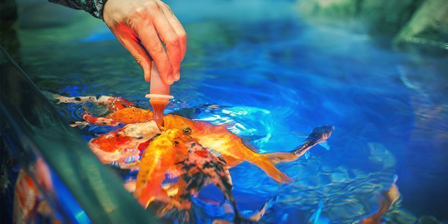 Tipy pro v&aacute;&scaron; aquaponick&yacute; pěst