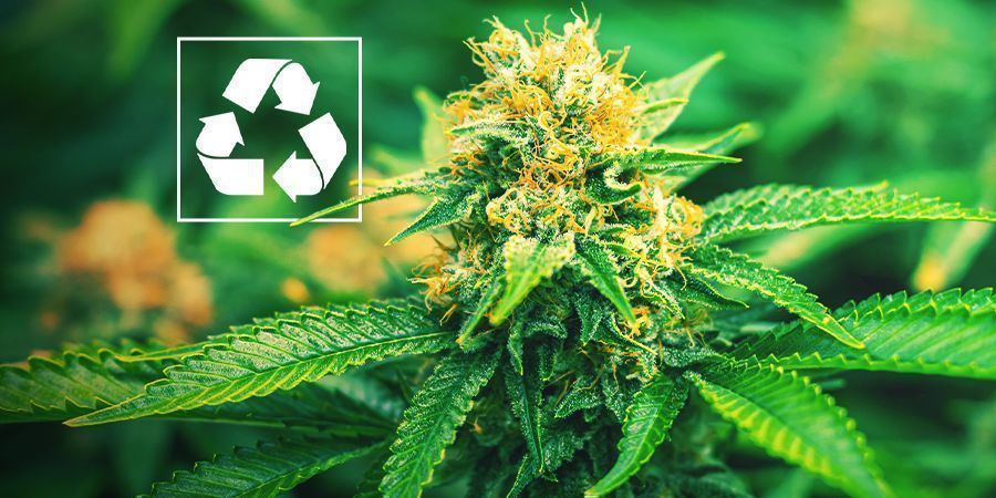 Proč pěstovat konop&iacute; pomoc&iacute; akvaponie?