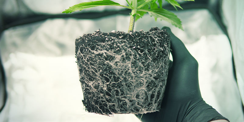 Faktory ovlivňuj&iacute;c&iacute; kveten&iacute; konop&iacute;: př&iacute;tomnost mikrobi&aacute;ln&iacute;ch patogenů