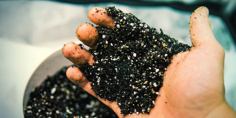 Půda (nebo jin&eacute; pěstebn&iacute; m&eacute;dium) - Pěstov&aacute;n&iacute; konop&iacute;