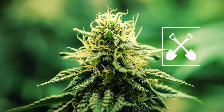 Co je potřeba pro jakoukoliv pěst&iacute;rnu konop&iacute;?