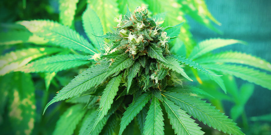 Ano, i zač&aacute;tečn&iacute;ci mohou vypěstovat skvěl&eacute; konop&iacute;