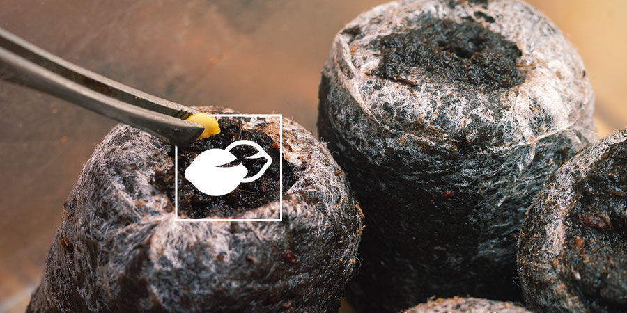 Pěstov&aacute;n&iacute; paprik pro zač&aacute;tečn&iacute;ky: kl&iacute;čen&iacute; semen