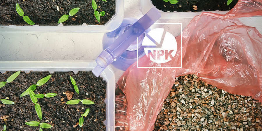 Pěstov&aacute;n&iacute; paprik pro zač&aacute;tečn&iacute;ky: Hnojen&iacute; sazenic