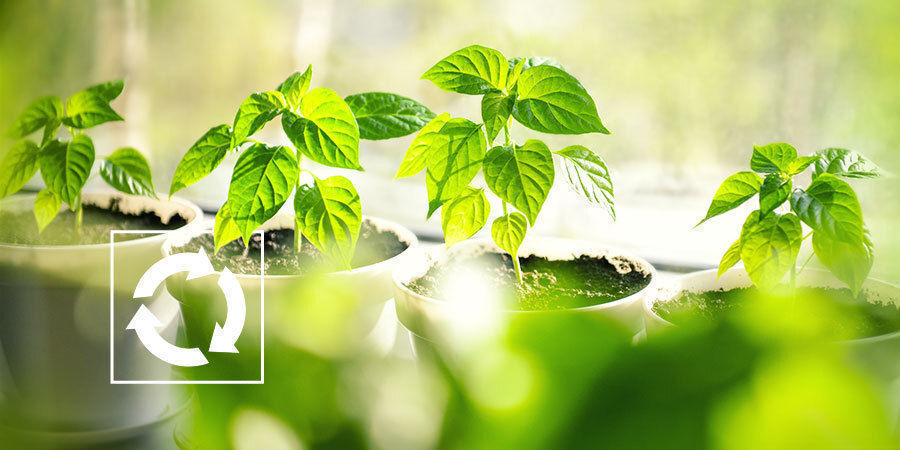 Co dělat s rostlinami paprik po sklizni